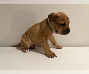 Lizzie - Female Bulldog-Unknown Mix Dog for Adoption - Photo #2