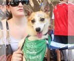Small #2 Jack Russell Terrier Mix