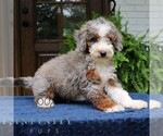 Small #1 Bernedoodle (Miniature)