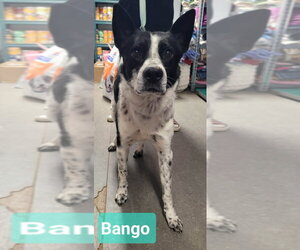 Border Collie-Unknown Mix Dogs for adoption in Richmond, IN, USA