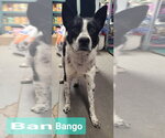 Small Border Collie Mix