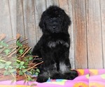 Small Photo #4 Australian Labradoodle Puppy For Sale in ASPERMONT, TX, USA