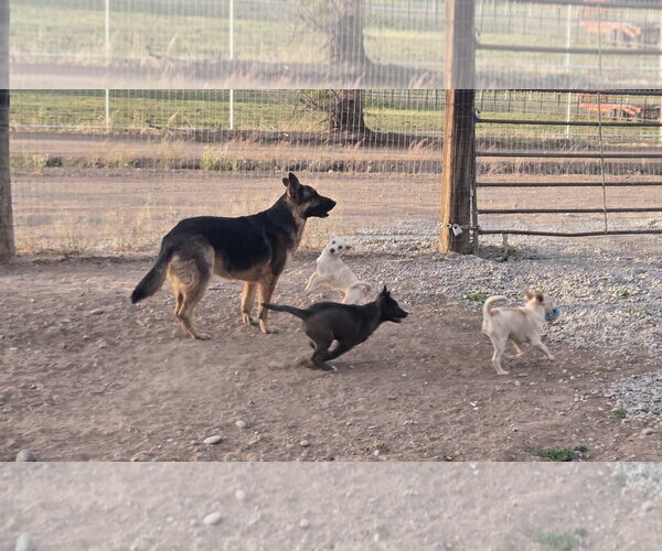 Medium Photo #3 Bull Terrier-Unknown Mix Puppy For Sale in Peralta, NM, USA