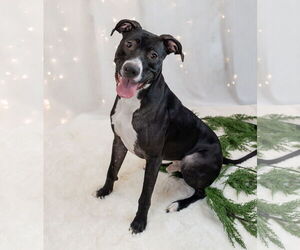 Prince - Male Labrador Retriever-Unknown Mix Dog for Adoption - Photo #9