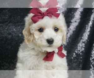 Maltipoo Puppy for sale in WARSAW, IN, USA