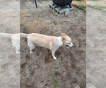 Small #1 Mutt