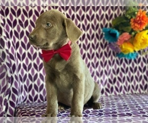 Labrador Retriever Puppy for sale in LANCASTER, PA, USA