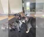 Small #7 Cairn Terrier Mix
