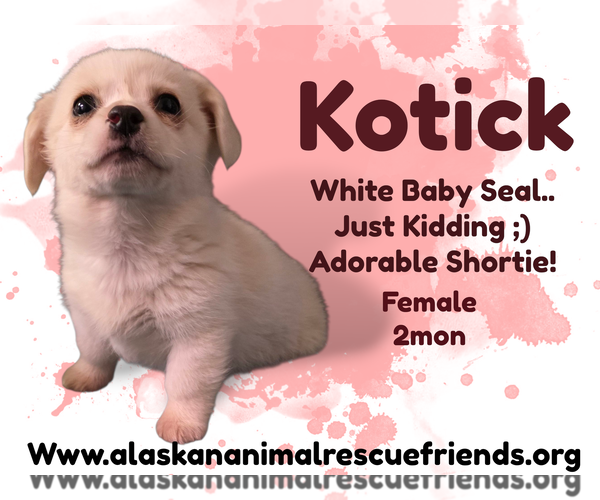 Medium Photo #1 Mutt Puppy For Sale in Anchorage, AK, USA