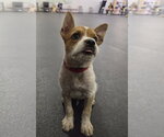 Small Photo #9 Cairn Terrier-Unknown Mix Puppy For Sale in Sandy, UT, USA