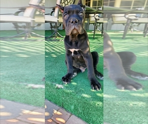 Cane Corso Puppy for sale in LAS VEGAS, NV, USA