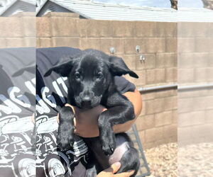 Mutt Dogs for adoption in Goodyear, AZ, USA