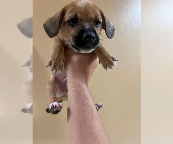 Medium Photo #1 Chihuahua-Unknown Mix Puppy For Sale in Riverside, CA, USA