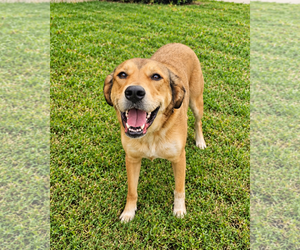 Eevee - Female Aussiedor Dog for Adoption - Photo #4
