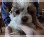 Small Photo #4 Shih Tzu Puppy For Sale in HOBART, IN, USA