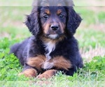 Puppy Roxy Goldendoodle