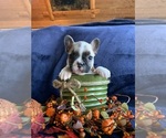 Puppy Smores French Bulldog