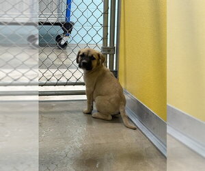 Catahoula Leopard Dog-Unknown Mix Dogs for adoption in Temple, TX, USA