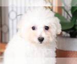 Small Photo #4 Bichon Frise Puppy For Sale in NAPLES, FL, USA