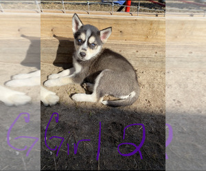 Siberian Husky Puppy for sale in GASTON, SC, USA