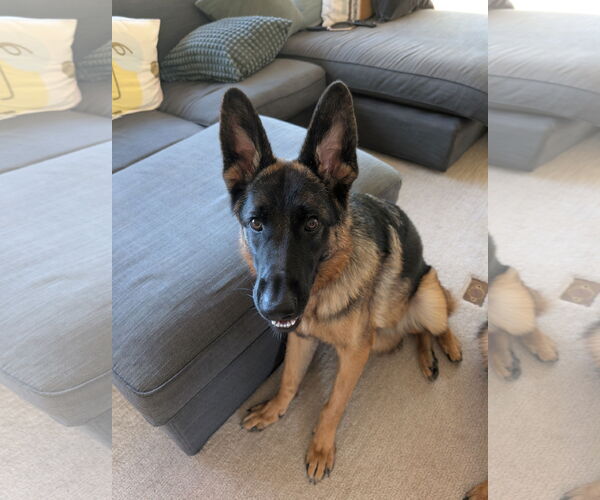 Medium Photo #2 Mutt Puppy For Sale in Lafayette, CA, USA