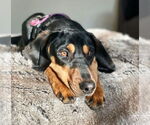 Small #1 Coonhound Mix