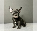 Puppy Cocoa French Bulldog