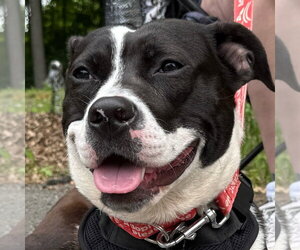 Lady Luck - Female Mutt Dog for Adoption - Photo #9