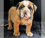 Small Photo #27 Bulldog Puppy For Sale in STOCKBRIDGE, GA, USA