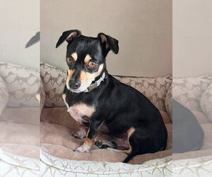 Dachshund-Unknown Mix Dogs for adoption in Lakewood, CO, USA