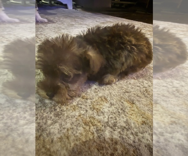 Medium Photo #5 Mal-Shi Puppy For Sale in DINWIDDIE, VA, USA