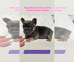 Small French Bulldog