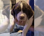 Puppy Lacy English Springer Spaniel