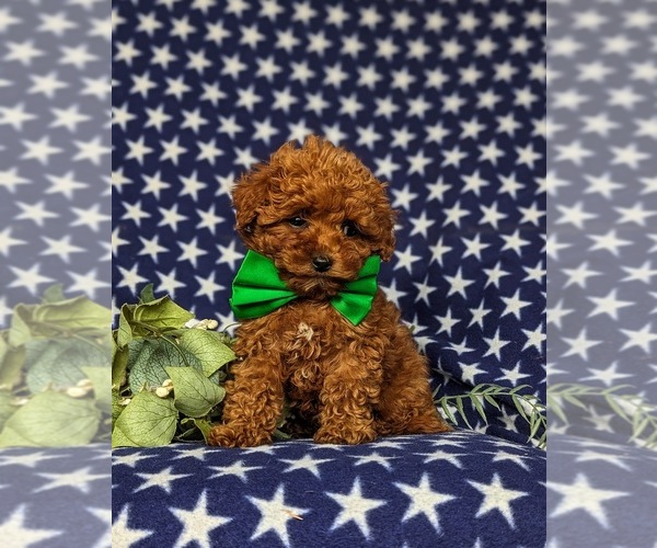 Medium Photo #2 Poodle (Toy) Puppy For Sale in PARADISE, PA, USA