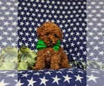 Small Photo #2 Poodle (Toy) Puppy For Sale in PARADISE, PA, USA