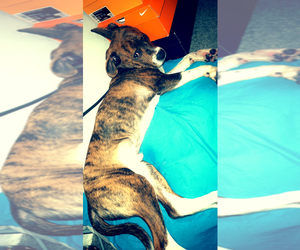 American Pit Bull Terrier-Staffordshire Bull Terrier Mix Puppy for sale in HYATTSVILLE, MD, USA