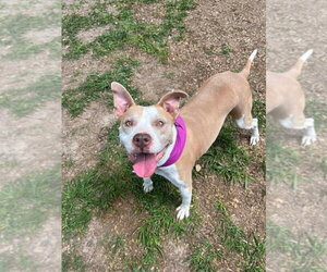 Emma - Female Mutt Dog for Adoption - Photo #6