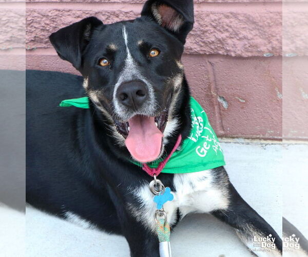Medium Photo #13 Mutt Puppy For Sale in Washington, DC, USA