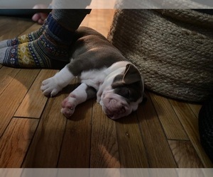 Victorian Bulldogge Puppy for sale in MONTVILLE, OH, USA