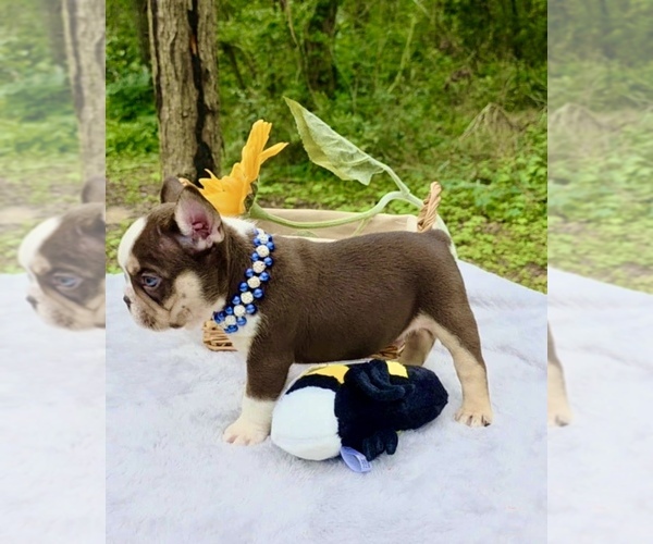 Medium Photo #14 French Bulldog Puppy For Sale in TOMBALL, TX, USA