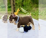 Small #13 French Bulldog