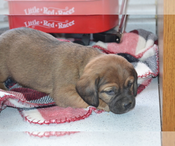 Medium Photo #17 Jug Puppy For Sale in GREENWOOD, WI, USA