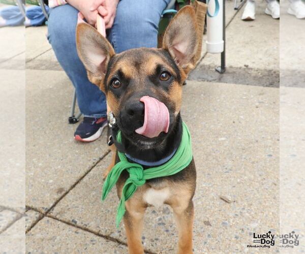 Medium Photo #7 German Shepherd Dog-Unknown Mix Puppy For Sale in Washington, DC, USA