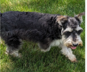 Father of the Schnauzer (Miniature) puppies born on 05/29/2025
