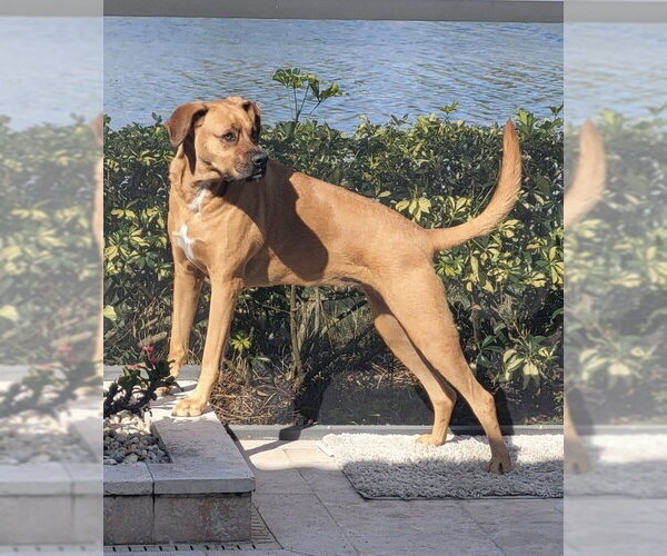 Medium Photo #1 Bogle Puppy For Sale in Parker Ford, PA, USA