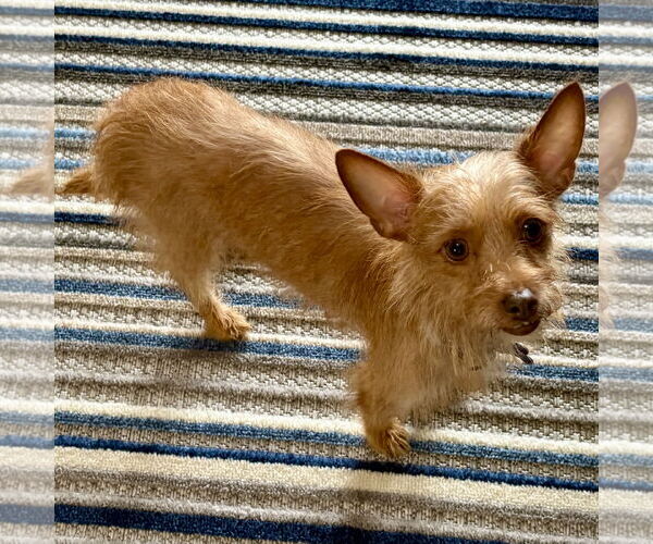 Medium Photo #3 Chihuahua-Unknown Mix Puppy For Sale in Batavia, OH, USA