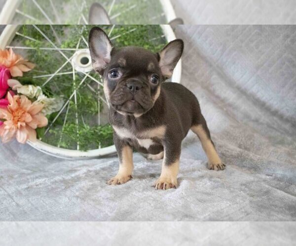 Medium Photo #1 French Bulldog Puppy For Sale in MILLERSBURG, OH, USA