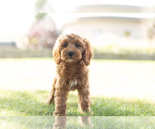 Medium Photo #2 Cavapoo Puppy For Sale in WARSAW, IN, USA