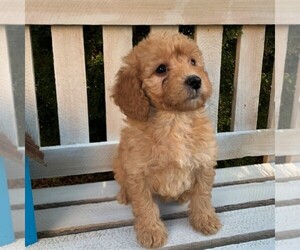 Goldendoodle-Poodle (Miniature) Mix Puppy for sale in LEOLA, PA, USA