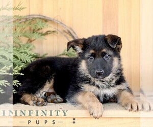 German Shepherd Dog Puppy for sale in RONKS, PA, USA